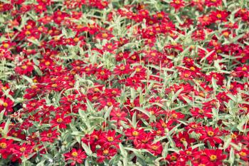 Beautiful red zinnia  flowers in the garden