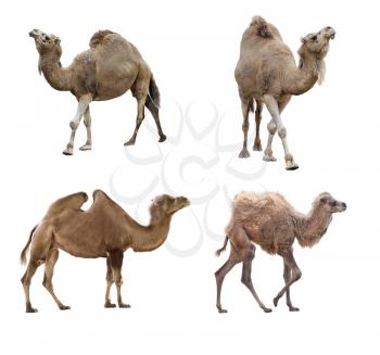 Camels isolated on white background