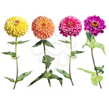 Beautiful colorful zinnia elegans flowers in bloom isolated on white background