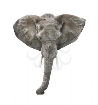 Elephant Head Isolated on White Background