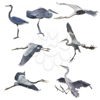 Set of Great Blue Herons isolated on white background
