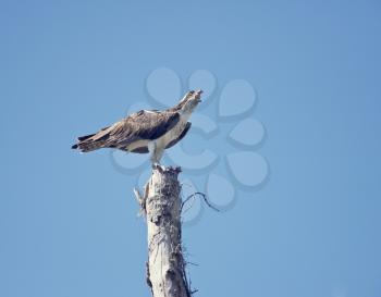 osprey eating fish on a old tree