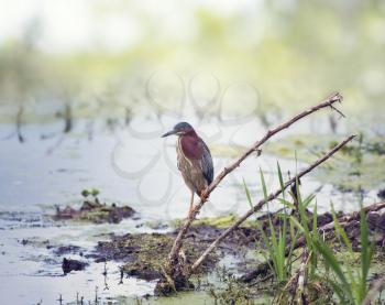 Green Heron perching in Florida swamp