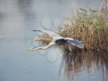 great blue heron in flight over Florida wetlands