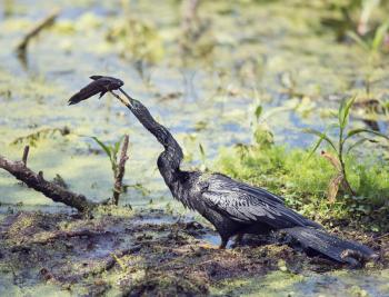 Anhinga downing a fish in the swamp in Florida
