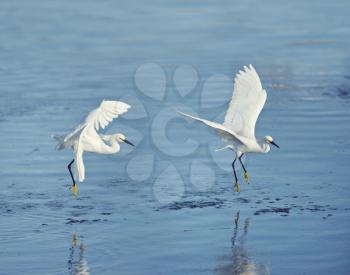 Snowy Egrets in flight over lake in Florida