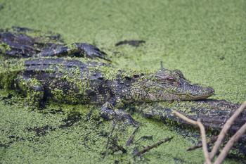Young alligator resting on a log in Florida swamp