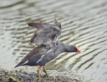 Common Gallinule near lake stratching wings
