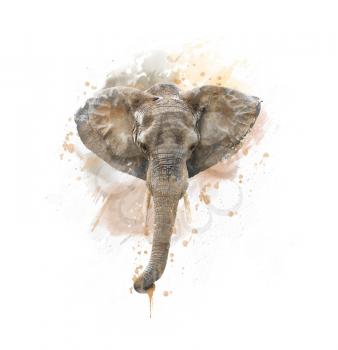 Elephant Head watercolor illustration on White Background
