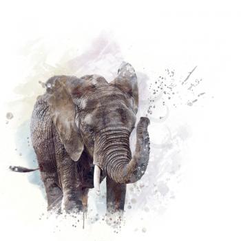 Elephant Head watercolor illustration on White Background