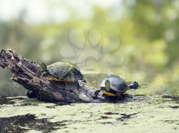 Two Florida turtles sunning in wetlands