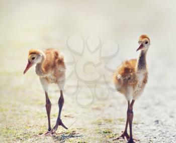 Two Sandhill Crane Chicks walking in Florida wetlands