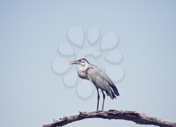 Great Blue Heron perching in Florida wetlands against a sky