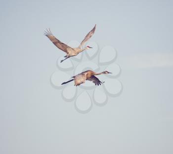 Two Sandhill Cranes in Flight