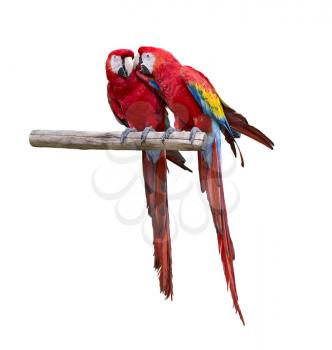 Two Macaw Parrots Isolated On White background
