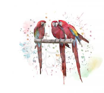  Digital Watercolor painting Macaw Parrots  On White background