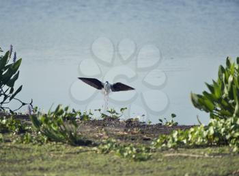 Black-necked Stilt landing in Florida wetlands