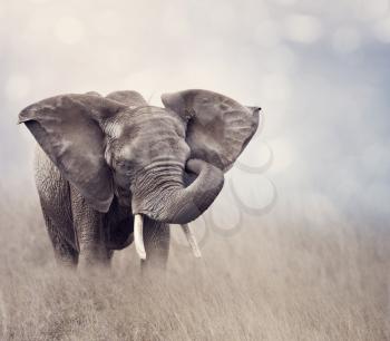 African Elephant walking in the grassland