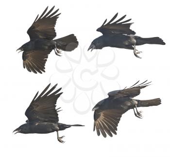 Flying crows isolated on white background