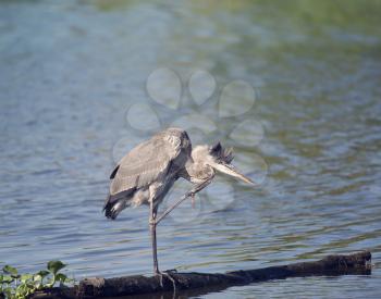 Young great blue heron in Florida lake