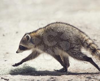 Raccoon walking in Florida park, close up shot