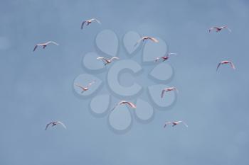 Roseate Spoonbills Flying against the blue sky