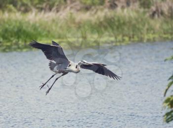 Great Blue Heron landing in Florida wetlands