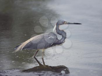 Tricolored Heron  in a pond in Floida wetlands