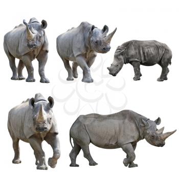 Set of  Black Rhinoceros Isolated on a White Background.