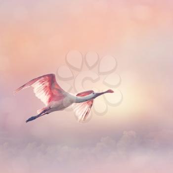 Roseate Spoonbills Flying at sunset