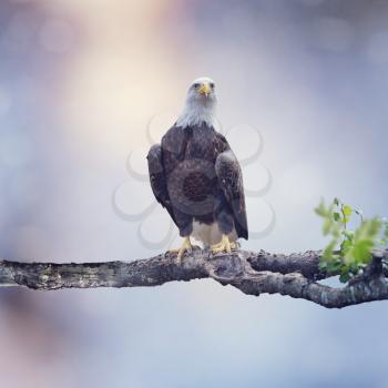 American Bald Eagle Perching on a tree
