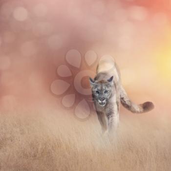 American cougar or puma walking in grassland