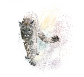 American cougar or puma digital painting on white background