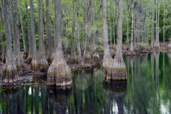 Cypress trees in Florida swamp with reflection