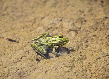 Common green frog in water