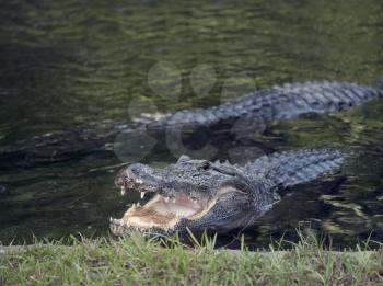Large Alligators in a pond