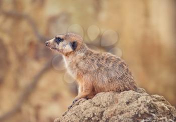Meerkat sitting on a Rock