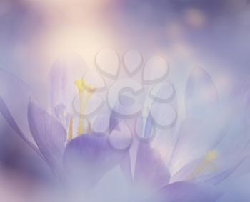 Abstract Floral background with Crocus Spring Flowers