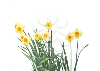 Yellow tulip flowers isolated on white background