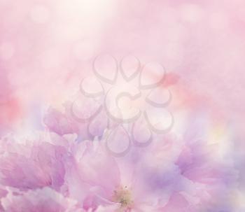 Abstract Floral background with pink flowers,soft focus