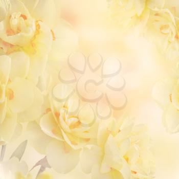 Yellow Daffodil Narcissus Flowers Abstract Background