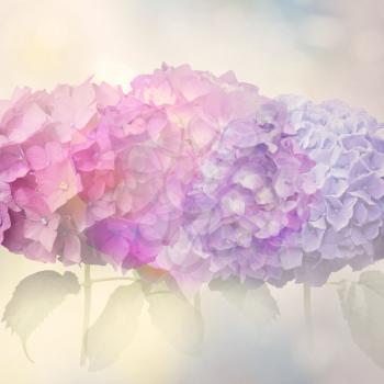Abstract colorful hydrangea flowers for background,soft focus