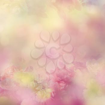 Colorful Abstract Begonia Flowers for Background, soft focus