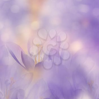 Abstract Floral background with Crocus Spring Flowers