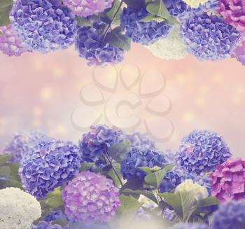colorful hydrangea flowers , close up for background