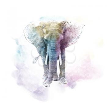 Watercolor Elephant. Digital illustration on white background.