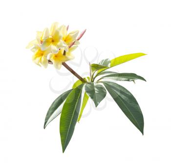 Yellow Plumeria flowers on a branch isolated on white background.