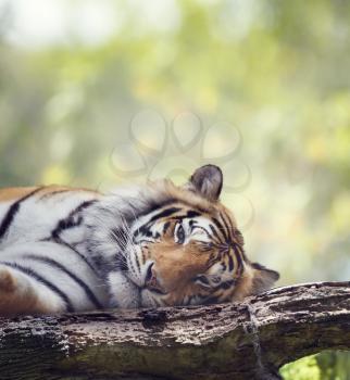  Bengal tiger resting on a tree. Wild animals.