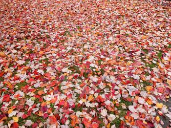Colorful Autumn  leaves  on lawn