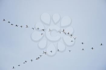 Flock of American white Ibis  birds in flight
